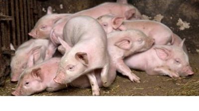 الصين تنفي تقارير تتحدت عن تفشي فيروس وبائي جديد من إنفلونزا الخنازير