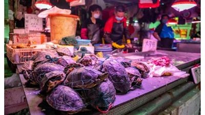 لمقاومة الفيروسات.. الصين تمنع ذبح وبيع الدواجن داخل الأسواق التجارية