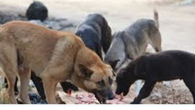 الاستماع لأقوال المبلغين عن العثور على جثة نهشتها الكلاب بصحراء الجيزة