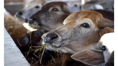 الزراعة توافق على تمويل جديد لمشروع البتلو بـ 306 ملايين جنيه لصغار المربيين والمزارعين