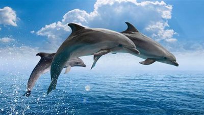 دلافين تحاكي رحلة راكبي الأمواج | فيديو