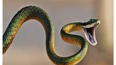 تفسير حلم الثعبان في المنام وعلاقته بالخلافات والعداوة بين الأهل والأصدقاء