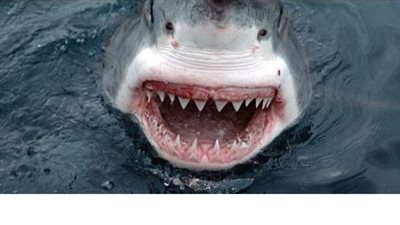 أضخم أسماك القرش في العالم ترهب شاطئا إسرائيليا | فيديو