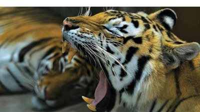 نمر يهجم على امرأة ويقتلها أمام الجميع