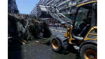 رفع مخالفات الأشجار من ميادين حي الجمرك بالإسكندرية