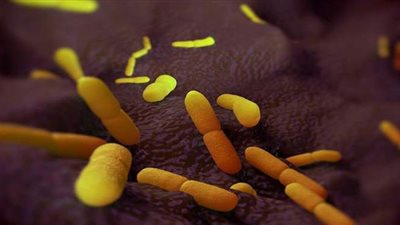 أعراض تؤكد الإصابة بالطاعون الدبلي وطرق الوقاية منه