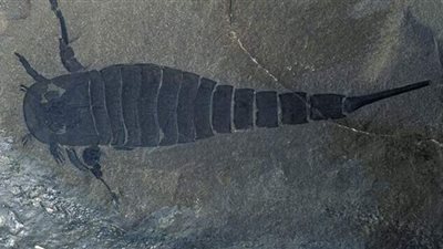 أكبر حجمًا من الإنسان.. دراسة تكشف عن وجود عقارب عملاقة في المحيطات القديمة