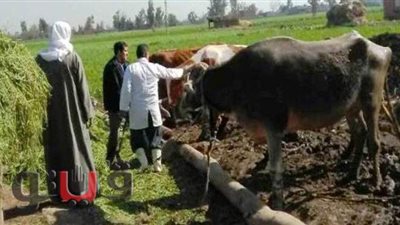 مسح تناسلي شامل وتلقيح اصطناعى لـ 33  ألف رأس ماشية في الشرقية