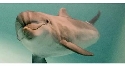 حيوان بحري يقوم بحركات مدهشة مع فتاة|  فيديو