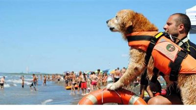 كلبة تنقذ طفلا من الغرق في إيطاليا | صور