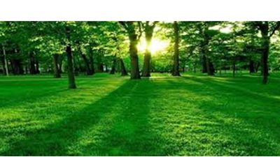 تفسير حلم  اللون الأخضر في المنام وعلاقته بالاستقرار والتخلص من الهموم