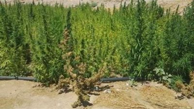 إبادة 4 مزارع بانجو في جنوب سيناء