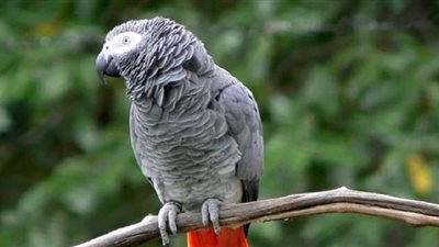 ببغاء يتغلب على طلاب هارفارد في اختبارات الذاكرة | فيديو