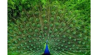 تفسير حلم الطاووس فى المنام وعلاقته بالرزق والاستقرار والهدوء النفسى وراحة البال