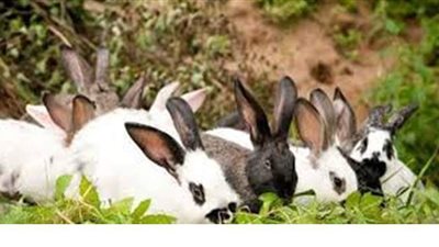 تفسير حلم ذبح الأرانب في المنام وعلاقتها بالسعادة والاستقرار