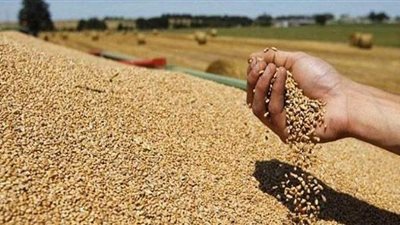 محافظ أسيوط يعلن توريد 180 ألفا و212 طن قمح
