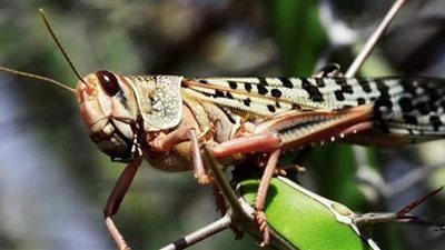 الكوارث تتوالى على الصين.. أسراب الجراد تدمر مئات الحقول الزراعية