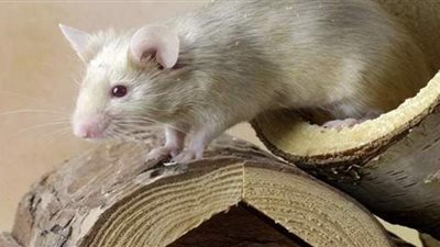 الصين  تستعين بفئران معدلة وراثيا لاختبار اللقاحات المضادة لـ
