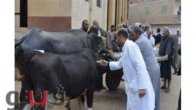 بيطري المنوفية: الانتهاء من تحصين 283 ألفا و 128 رأس ماشية ضد الحمى القلاعية