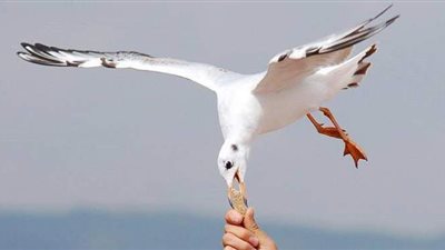 الشرطة البريطانية  تعتقل مواطنا عض طائر نورس حاول خطف الساندويتش