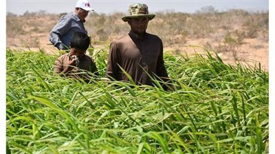 الممثل القطري لفاو : 2% نسبة النمو في الاقتصاد المصري رغم جائحة كورونا