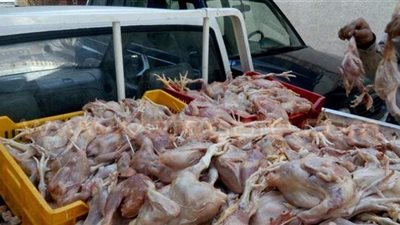 ضبط  4 أطنان دواجن مجمدة خلال حملات في منيا القمح