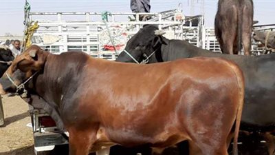 أريد أن أضحي وعندي عجل بقر سمين إلا أنه لم يكمل السنتين.. فهل يجوز أن أضحي به؟