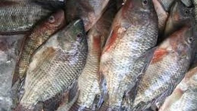 «البلطي» يسجل 13 جنيها بسوق الجملة