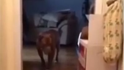 بالفيديو.. شاهد ما فعله كلب يخشى إيقاظ قطة