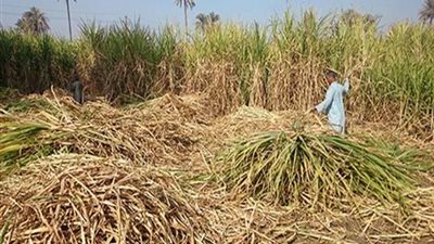 «التموين»: 3.6 ملايين طن قصب من المزارعين بالصعيد