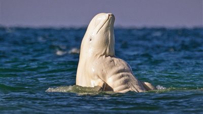 بالصور.. لقطات طريفة لحوت أبيض يتفوق على البشر بعضلاته البارزة
