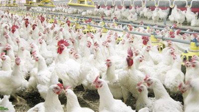 «السلع التموينية» :«القابضة» وكيل لاستيراد الدواجن من روسيا