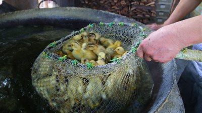بالصور.. التخلص من صغار البط والدجاج بغليهم أحياء في الصين