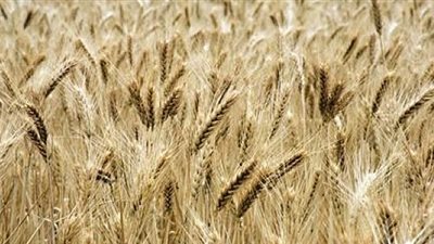 تأخر ظاهرة النينيو يضر بزراعات القمح في أستراليا