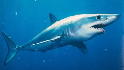 «البيئة» تعاين موقع هجوم قرش على شاب في السويس