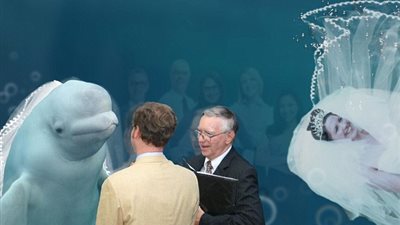 بالصور.. دولفين يثير ضجة بتلصصه على عروسين