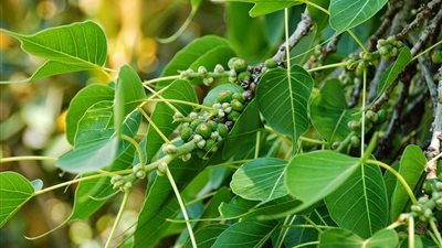 «حشيشة الأوز ولسان الحمل» علاج عشبي للذبحة الصدرية