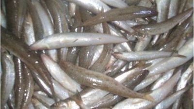 سمك «المكرونة السويسي» يسجل 43 جنيها بسوق العبور