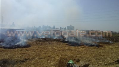بالفيديو والصور.. استمرار حرق قش الأرز بكفر الشيخ