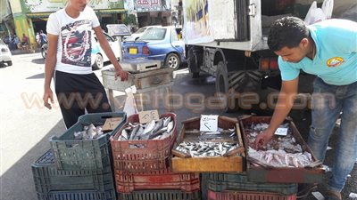 «تموين بورسعيد»: استمرار بيع السكر المدعم