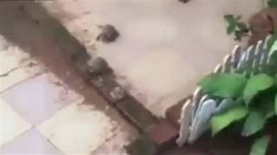 بالفيديو.. لقطات تثبت خداع السلاحف وقدرتها على الجري