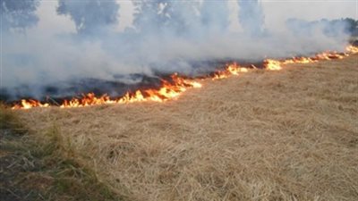 «البيئة» تحرر 8 آلاف محضر حرق قش الأرز بـ6 محافظات