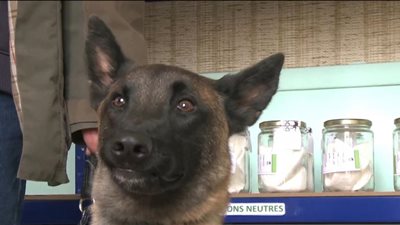 استخدام حاسة الشم عند الكلاب لاكتشاف سرطان الثدي