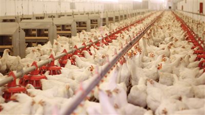 20 جنيها سعر كيلو الدواجن بالمزارع