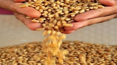 الإحصاء: تراجع متوسط نصيب الفرد من القمح والأرز خلال 2011