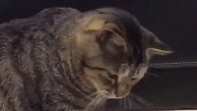 بالفيديو والصور.. قطتان تدقان الجرس لطلب الطعام