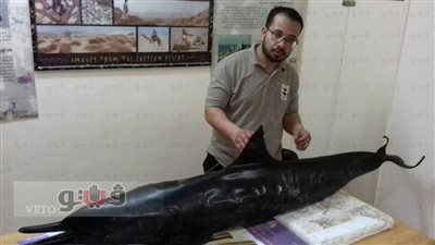 بالصور.. العثور على دولفين نافق بالبحر الأحمر