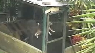 بالفيديو.. كلب يحرر نفسه من سجن بطريقة ذكية