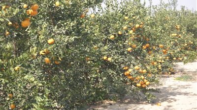 خالد: 12مليار جنيه خسائر وقف التصدير للسعودية