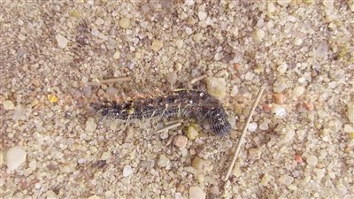 بالصور.. حشرة غريبة تهدد محاصيل الطماطم في القرين